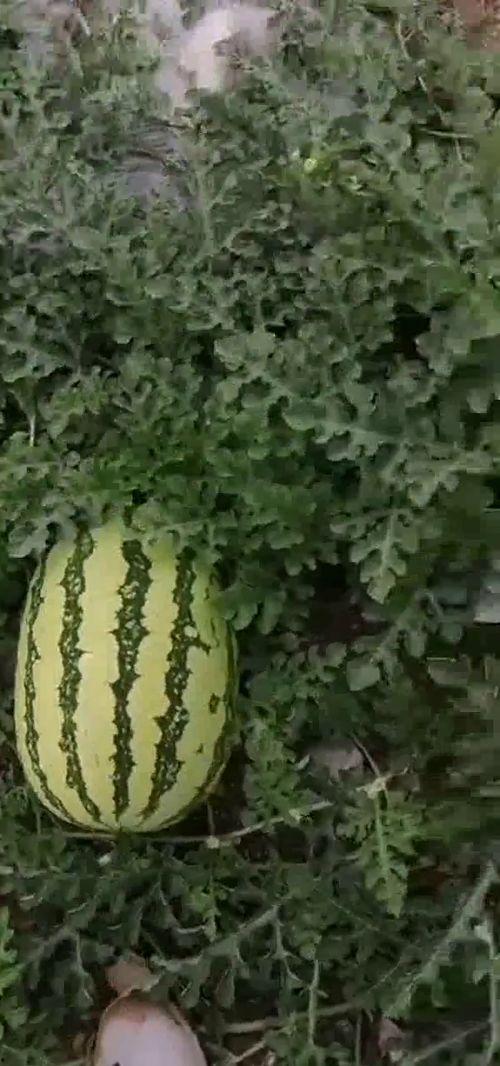 娱乐吃瓜基地,娱乐吃瓜基地独家爆料，明星幕后故事大公开